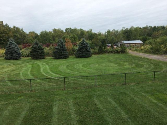 lawn1
